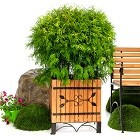 Кадки деревянные для цветов Кадки деревянные для цветов