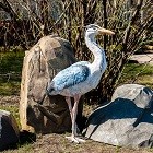 Фигуры птиц для сада и дачи