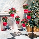 Белоснежная коллекция!
