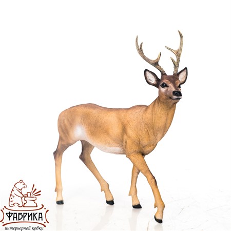 Косуля стоит U09005